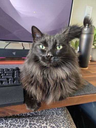 20260201 113318 OriginalBo