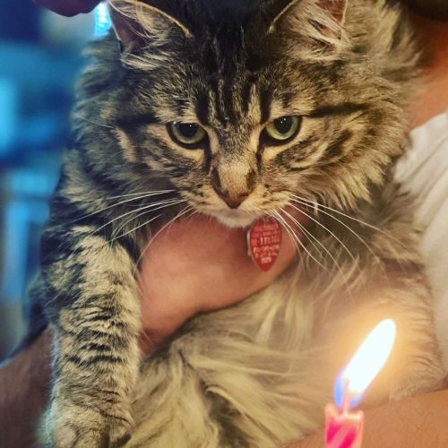 293BA7DA-1265-4millie