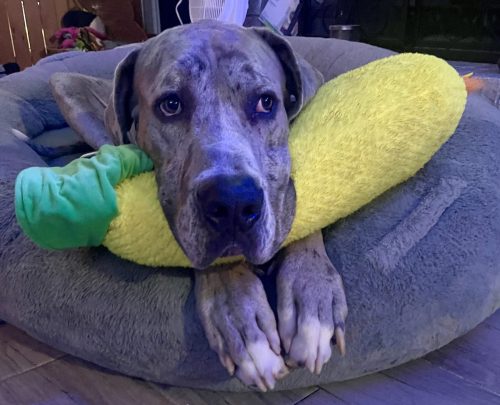 FullSizeRenderDiesel