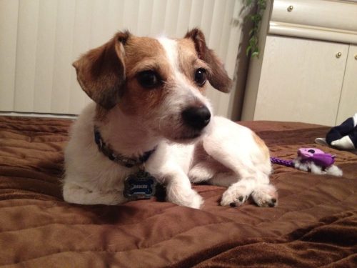IMG 0413romeo